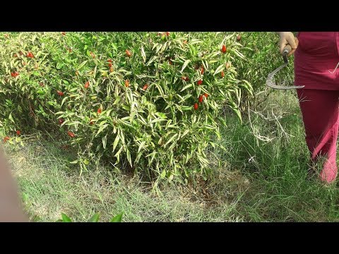 Aghani Hawara 2018 Nayda Chatha اغاني هوارية نايضة شطيح والرديح Mp3 Télécharger هوارية Mp3 Nayda Aghani شطيح Chatha نايضة Télécharger والرديح 2018 اغاني Hawara