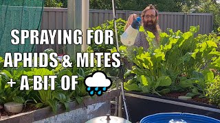 Spraying Aquaponics with PureCrop1 & A BIT of Rain