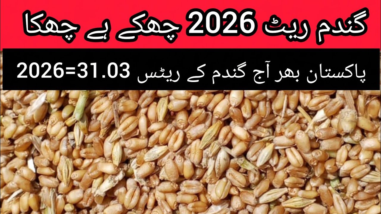 New Wheat Rate 2026 Pakistan Today Latest Rate 31 March | Wheat Price ...
