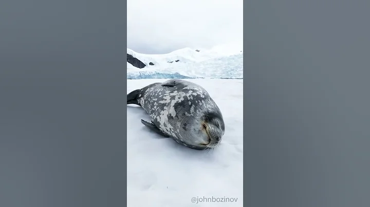 Weddell Seal making vocalisations while sleeping