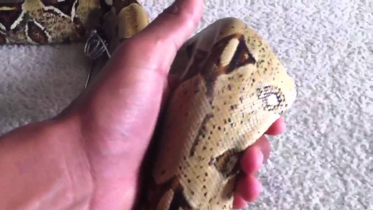 New red tail boas ! - YouTube