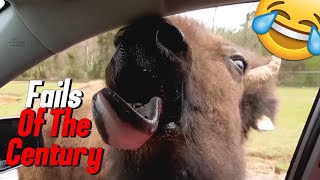 Best Fails Of The Century 40 | Beware The Cow Bites 😨🐮