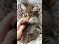 Cat astro fun #funny #catshorts #comedy #new #trending #cats #catmemes #catvideos #catlovers #viral