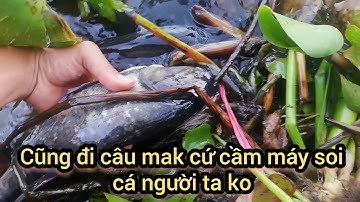 Câu Cá Hồ Núi Le