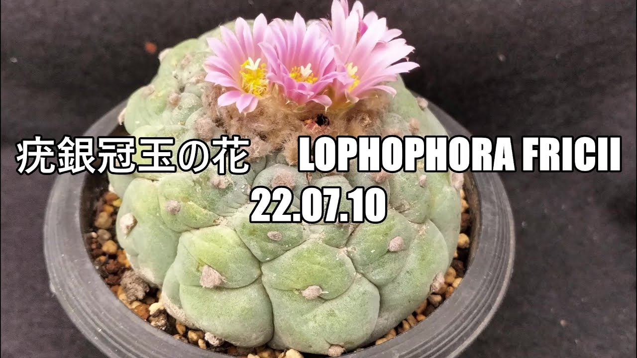 サボテンの花 ピコの蕾 マミラリア属 Youtube サボテンの花 ピコの蕾 マミラリア属 Youtube