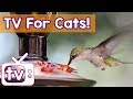 Cat tv  the best calmings for cats music and birds in  relaxing music and nature footage