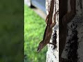 Anolis sagrei (Brown Anole) slo-mo in Galveston, TX 5/28/26