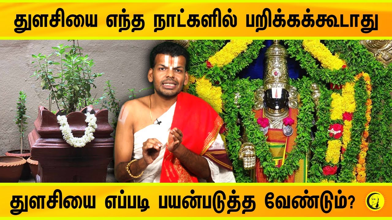 துளசியை எப்போது, எந்த நாட்களில் பறிக்கக்கூடாது?துளசியை எப்படி பயன்படுத்த வேண்டும்? Dr U Ve Venkatesh