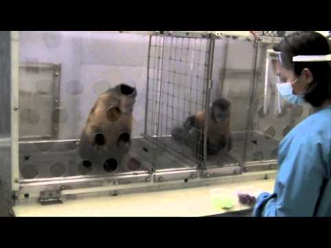 Video: Man + Monkey: Experiment Fortsätt? - Alternativ Vy