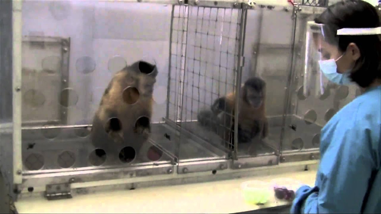 Two Monkeys Were Paid Unequally: Excerpt from Frans de Waal's TED Talk