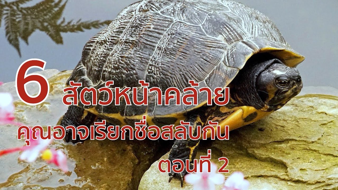 6 สัตว์หน้าคล้าย ที่คุณอาจเรียกชื่อสลับกัน ตอนที่ 2