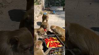 which is best food for monkey banana or tomato #feedinganimal