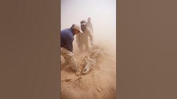 Skeleton of Unknown Predator Unearthed Beneath Sahara Sandstorm