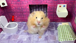 Hamster Escapes Prison Maze  Hamster Adventures pets in real life
