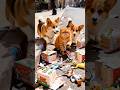 Cat in Trouble, Dog Becomes the Hero 🦸‍♂️🐶 #mushuklar #kucing #funny #catvideos #funnycats