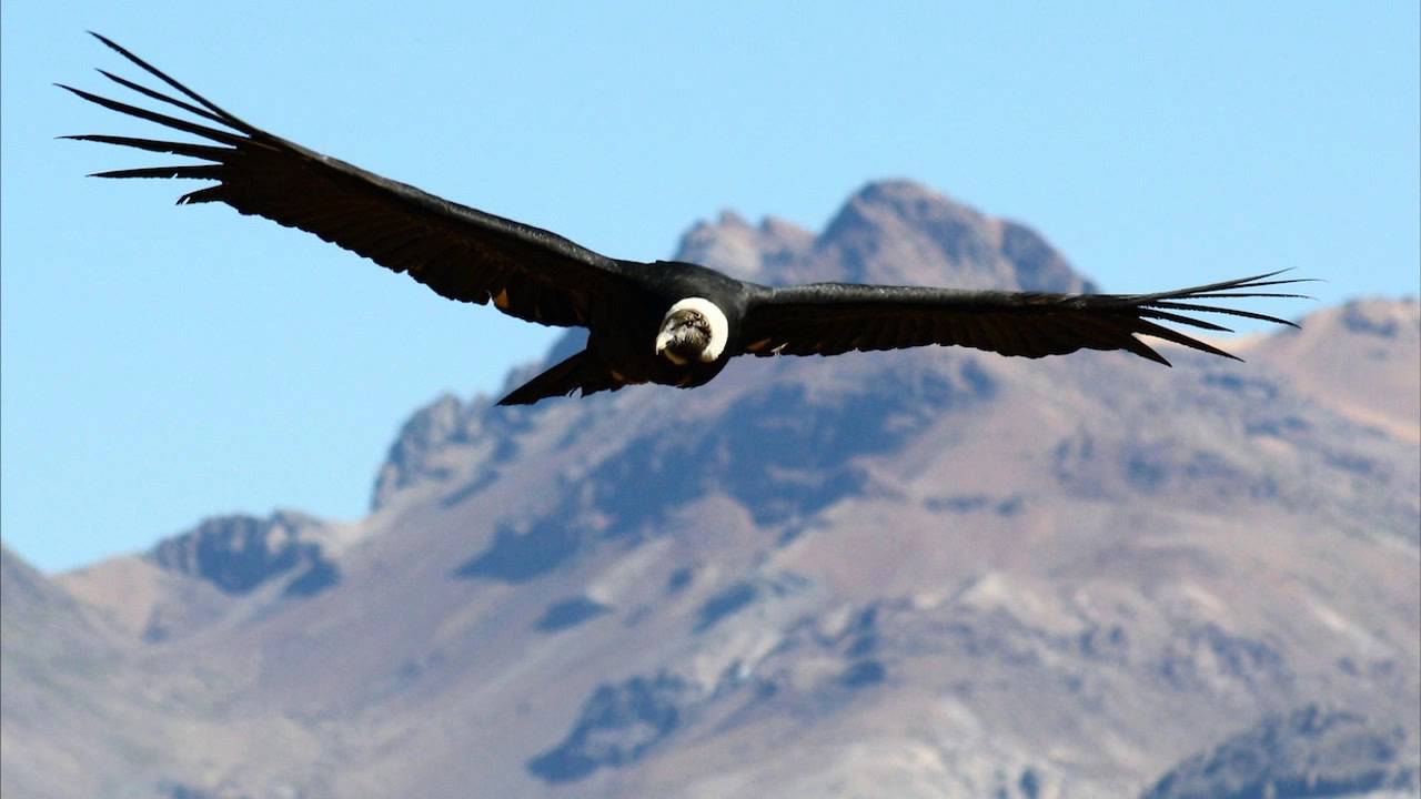 Alturas El Condor Pasa YouTube