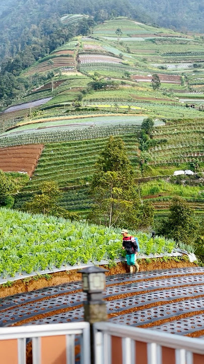 Petani bangun pagi, ladang pun menyambut dengan kesejukan! 🌿✨ #nature #villagelife #explore #shorts