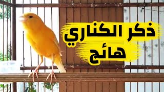 تغريد ذكر الكناري هائج لتحفيز وتجهيز زوج الكناري لتزاوج