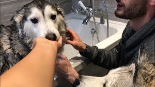 Attempting to bath my Siberian husky dogs!