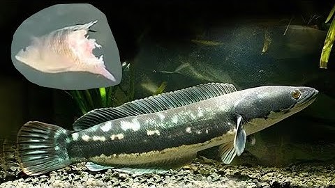 Lần theo cú táp của cá Lóc Bông khủng • Quân ơi là Quân