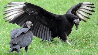 Vulture bird courtship dance & call / hiss / sounds