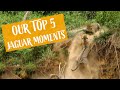 Our Top 5 wild Jaguar encounters caught on film!