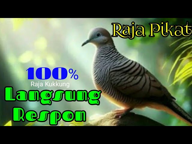 Perkutut Gacor Suara Besar Raja Pikat 100% Ampuh Langsung Respon Nyaut class=