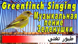 Пение Зеленушки. Таджикистан г Канибадам Пение Зеленушки. Таджикистан г Канибадам