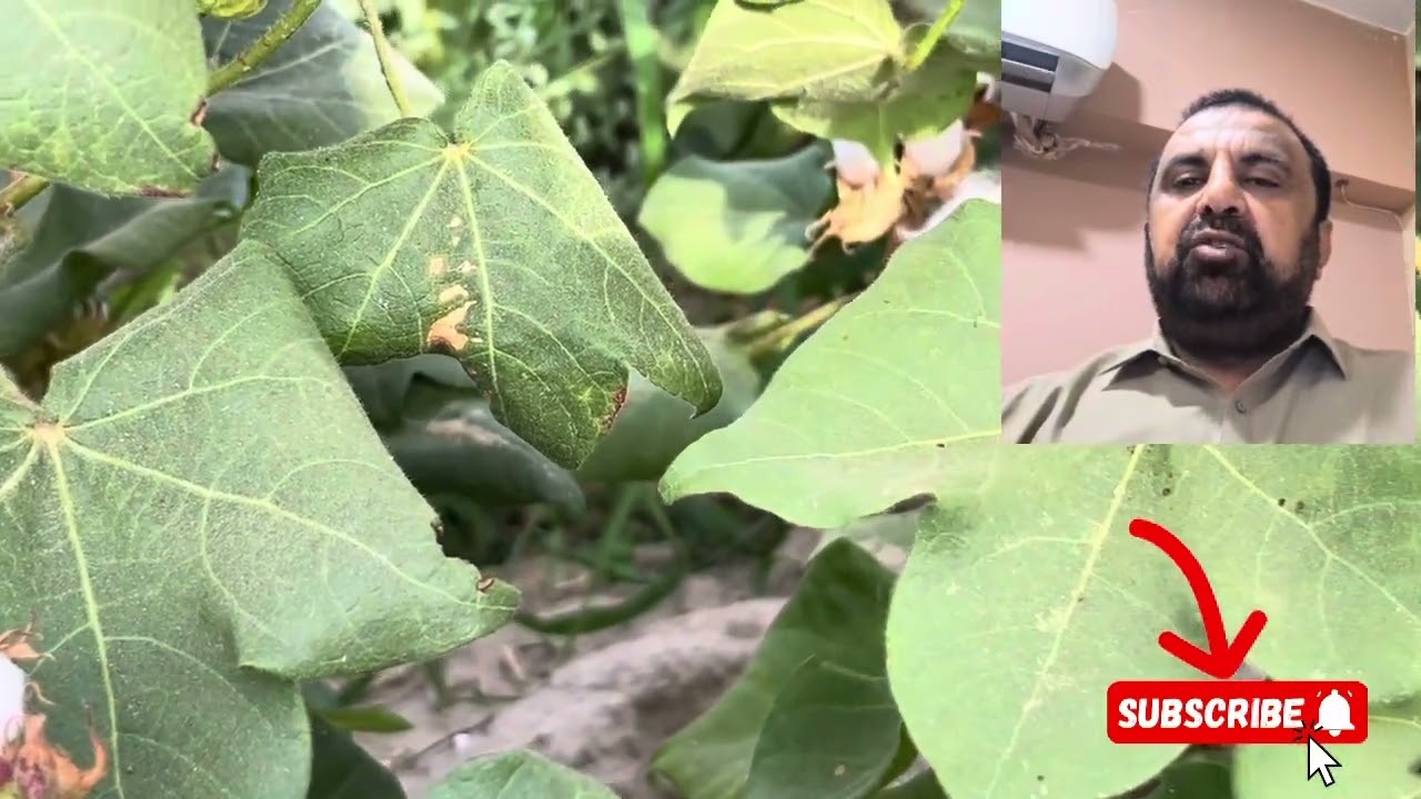 Pink Bollworm Control Effective Strategies for Cotton Farmers