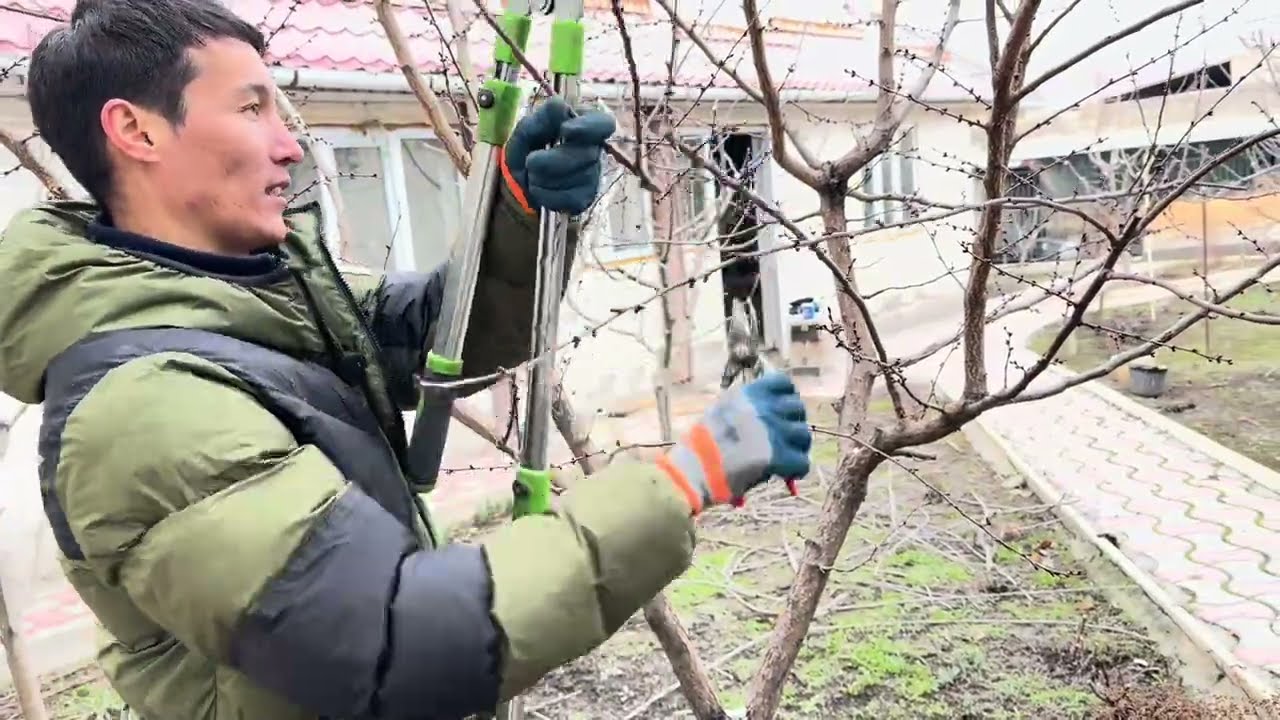 Чоң өрүк, гилас жана алмада бутоо