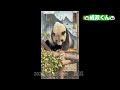 成双くん　おやつタイム　宿州野生動物園