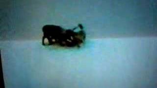 Wolves Taking Caribou Down