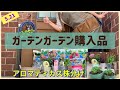 【pinoの庭】カーメンくんのお店　ガーデンガーデンの購入品紹介／ペチュニア／キンギョソウ　フロスティドラゴン／プティロータス／アロマティカス／ガーデンエプロン／小鳥のホースホルダー／プランター　など