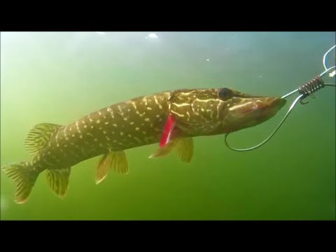 Щучий камуфляж и не только ... Подводные съемки .Pike camouflage .Underwater filming