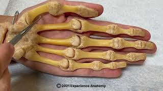 Hand Bones