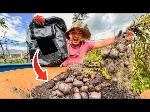 Video: Bolsas de cultivo de patatas - Cómo cultivar patatas en una bolsa