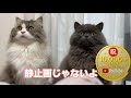 Gz☆40,000views|誰か...来る! チャンネル登録・高評価・コメントよろしくニャ #猫 #猫ミーム #猫好きさんと繋がりたい