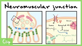 Neuromuscular Junction Synapse Explained (nicotinic Acetylcholine Receptors) | Clip