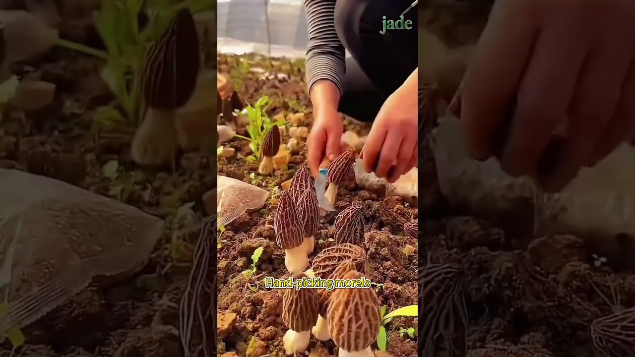 Hand picking morels 