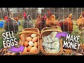 Do You Make LOTS Of MONEY Selling Backyard Chicken Eggs 