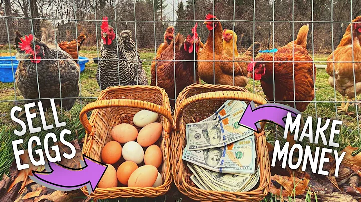 Do You Make LOTS of MONEY Selling Backyard Chicken Eggs? - DayDayNews