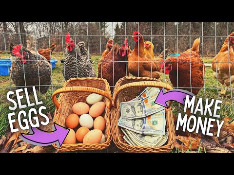 Do You Make LOTS of MONEY Selling Backyard Chicken Eggs?