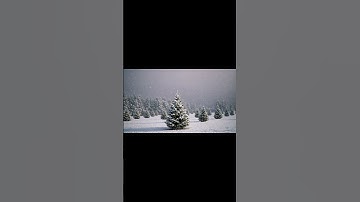 Serene Winter Forest #chatgpt #sora #ai #aiart #shorts