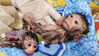 the process of cleaning bathing newborn monkeys from dirt to keep them clean and healthy