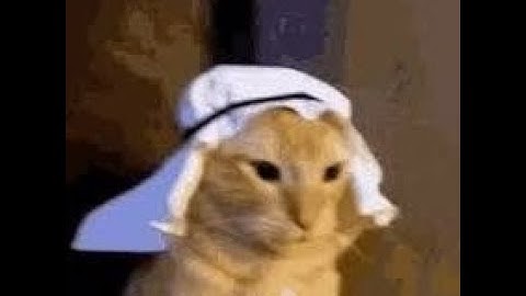 Csgo Cat Edit