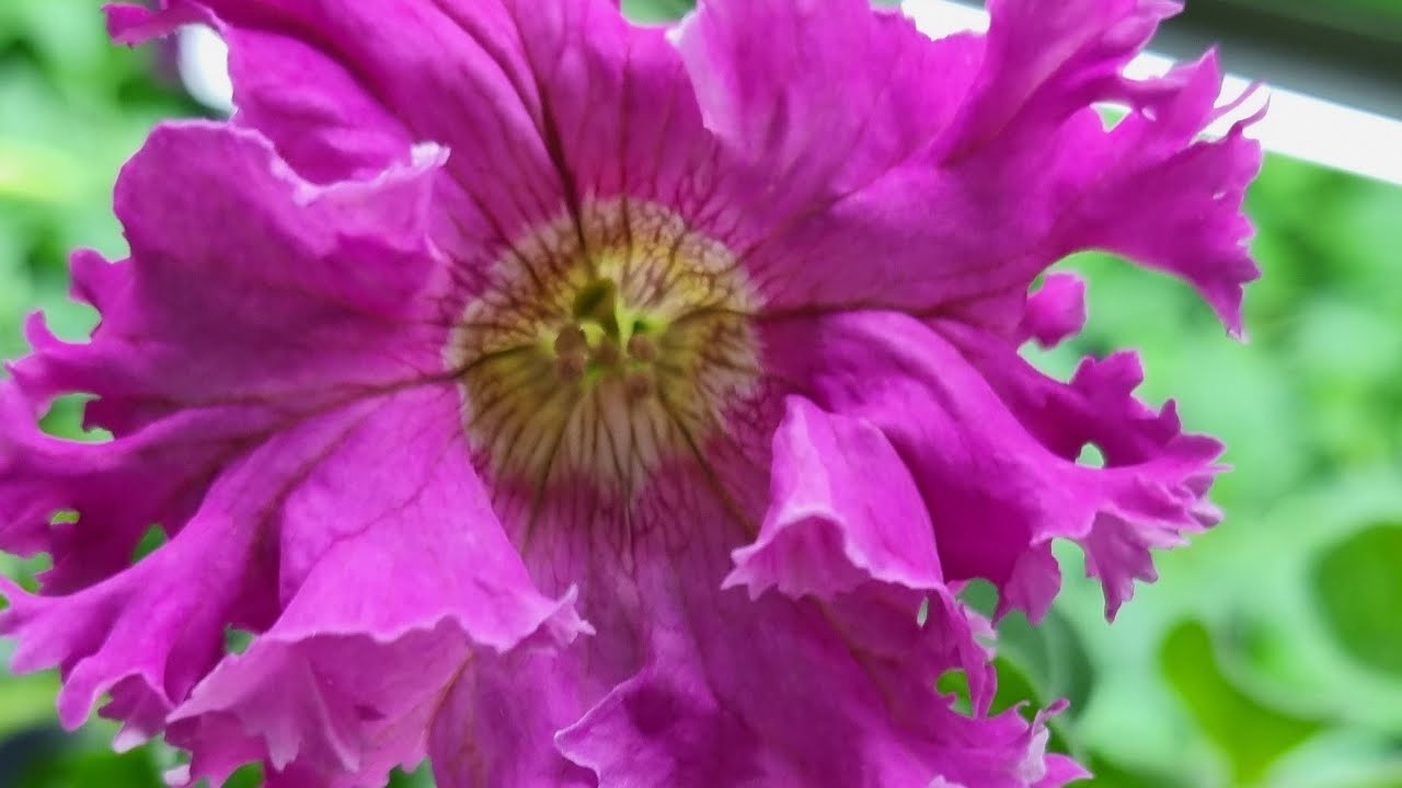 Петуния для начинающих. Обзор январской рассады,  апрель 2022 