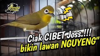 Ciak Ciak Kecial Kuning CIBET JOSS‼️Ampuh Bikin Lawan EMOSI Joss NGUYENG‼️| PEPADU KECIAL