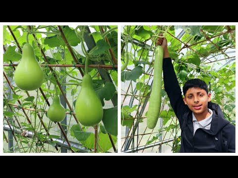 Videó: Török turbántök információ – Tippek a turbántök termesztéséhez a kertben