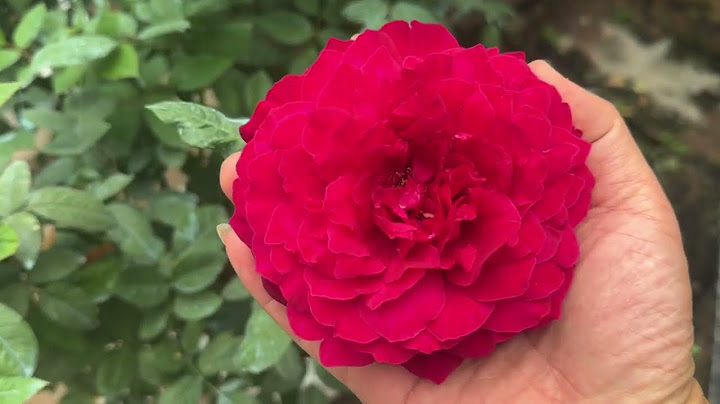Hoa hồng tree rose giá bao nhiêu năm 2024