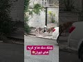 جنگ سه سگ بزرگ با گربه در تهران 